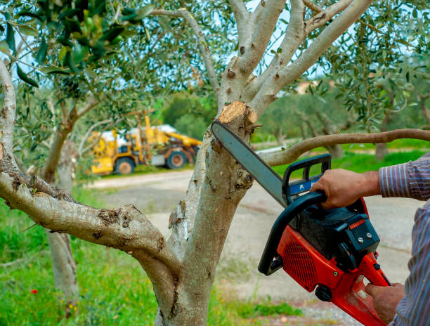 Reliable Bakerstown, PA Tree Service Solutions